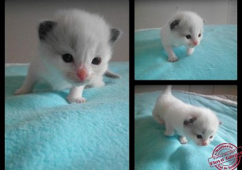 chaton femelle seal bicolour - Chatterie Ragdolls du Val de Beauvoir